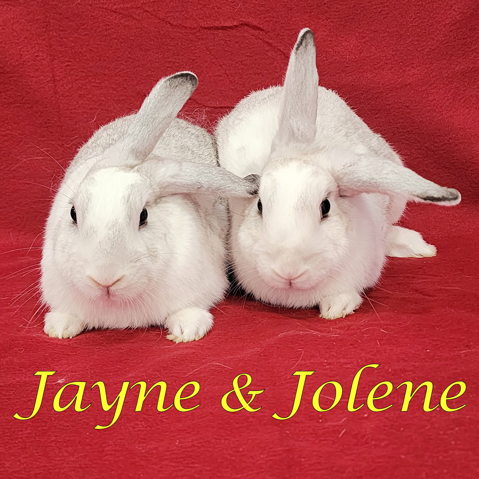 Jayne (bonded to Jolene)