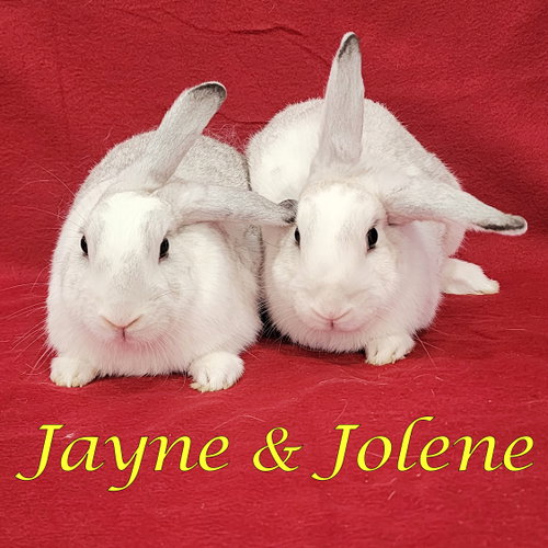 Jayne (bonded to Jolene), a rabbit for adoption from Rose City Rabbit Rescue