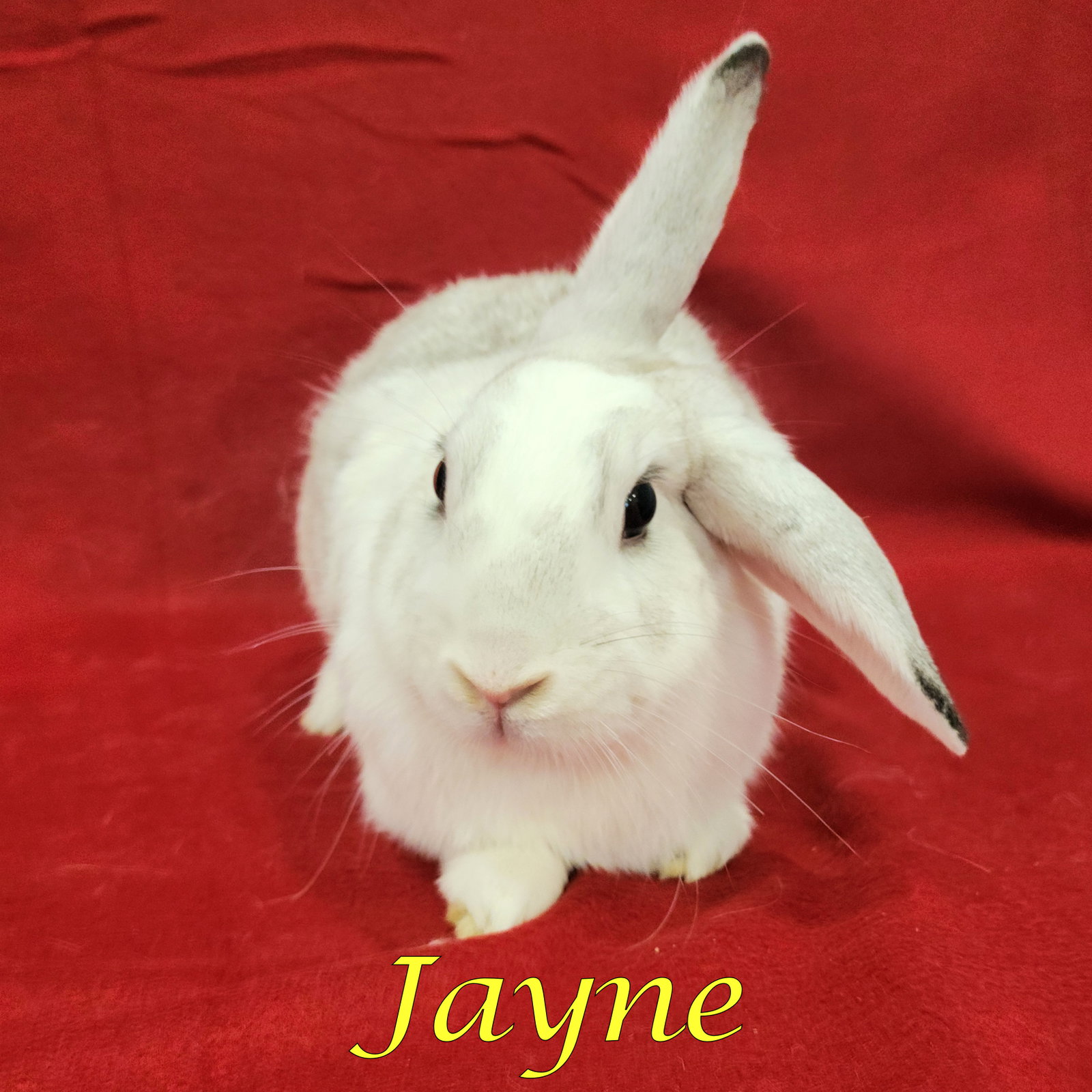 Jayne (bonded to Jolene), photo 2