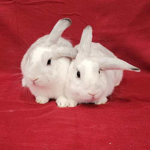 Photo 3 of Jayne (bonded to Jolene)