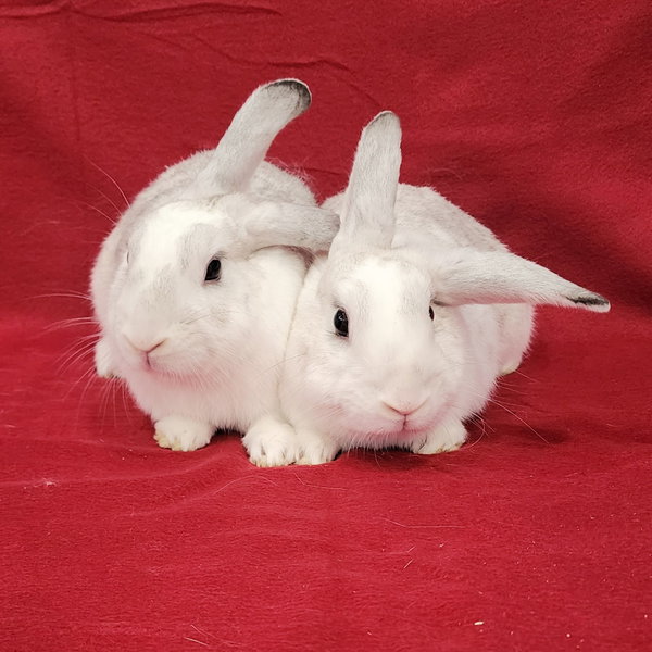 Jayne (bonded to Jolene)