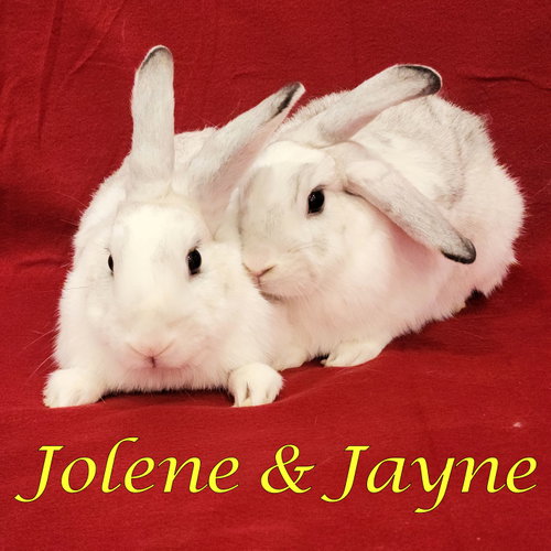 Jolene (bonded to Jayne), a rabbit for adoption from Rose City Rabbit Rescue