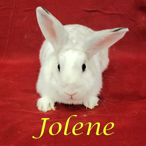 Photo 2 of Jolene (bonded to Jayne)