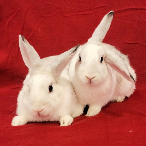 Photo 3 of Jolene (bonded to Jayne)