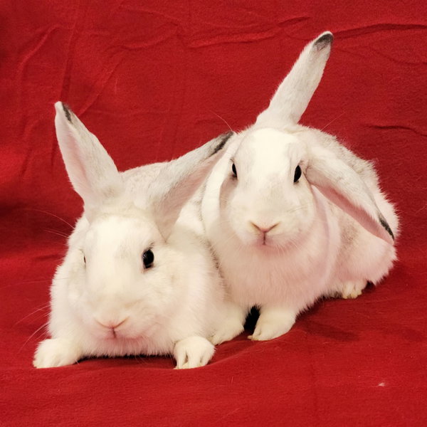 Jolene (bonded to Jayne)