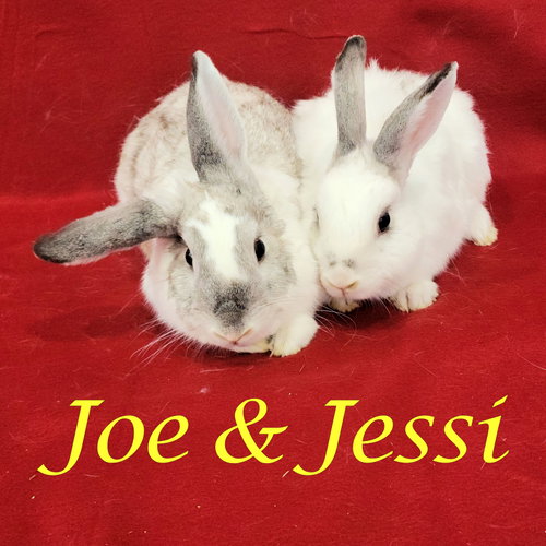 Joe (bonded to Jessi), a rabbit for adoption from Rose City Rabbit Rescue