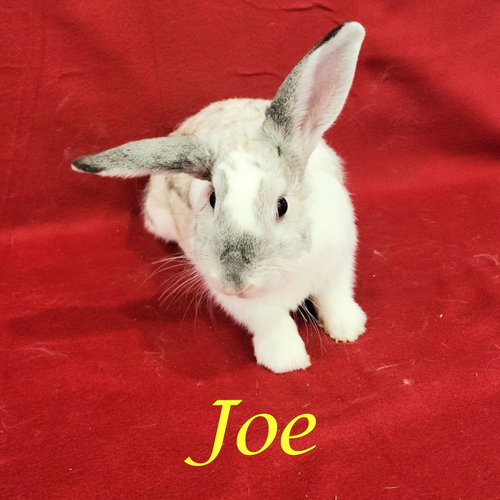 Photo 2 of Joe (bonded to Jessi)