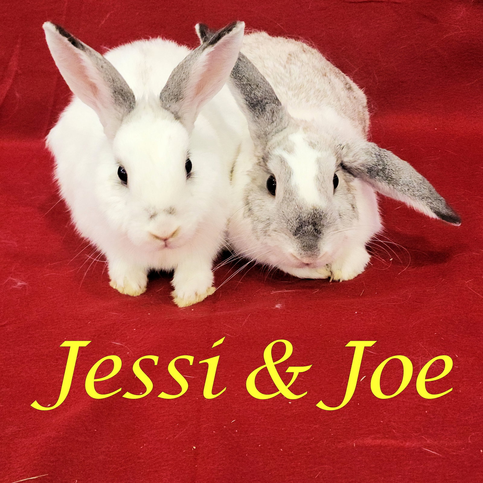 Jessi (bonded to Joe)