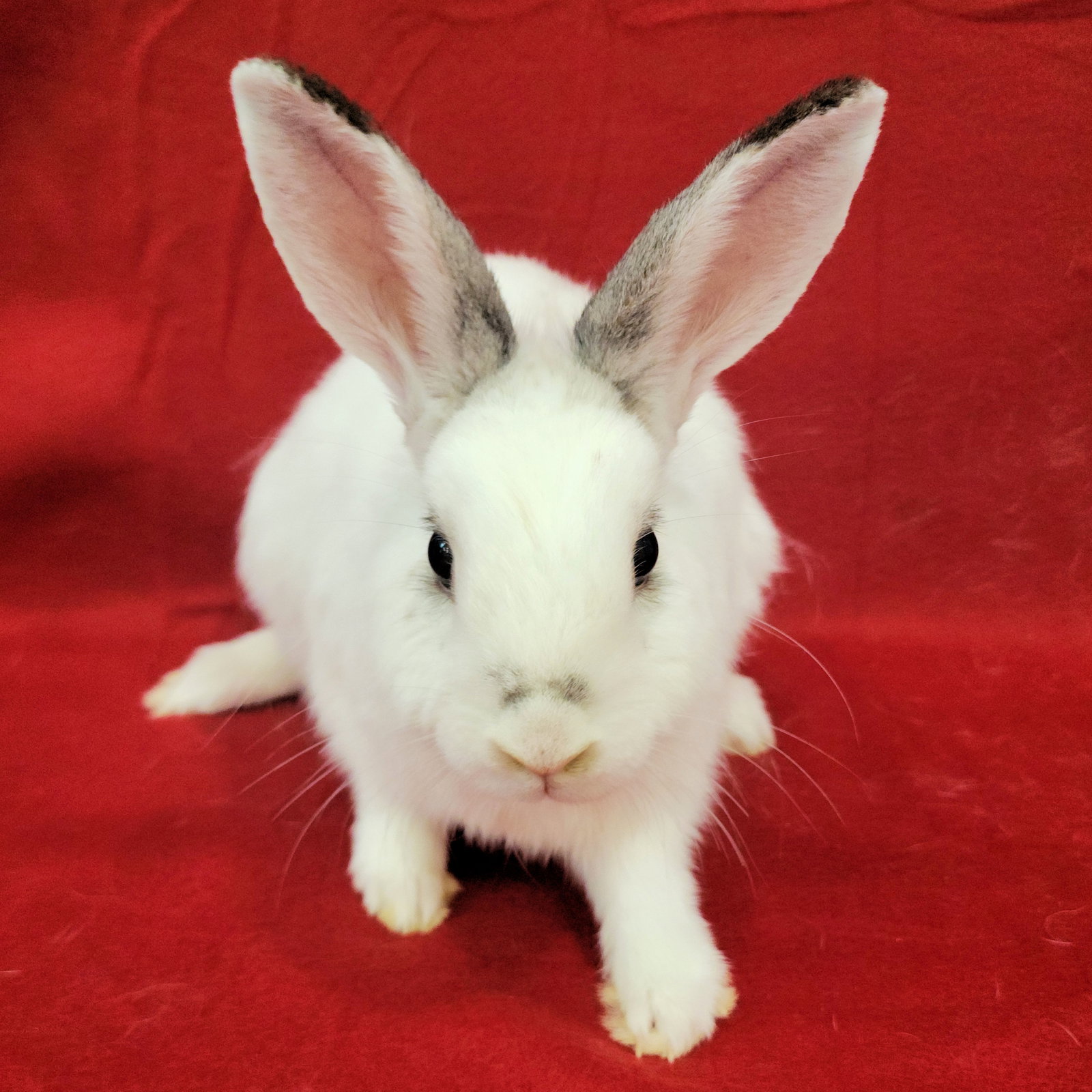 Jessi (bonded to Joe), photo 2