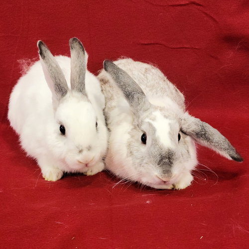 Photo 3 of Jessi (bonded to Joe)