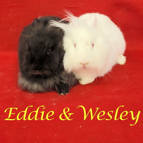 Eddie (bonded to Wesley), a rabbit for adoption from Rose City Rabbit Rescue