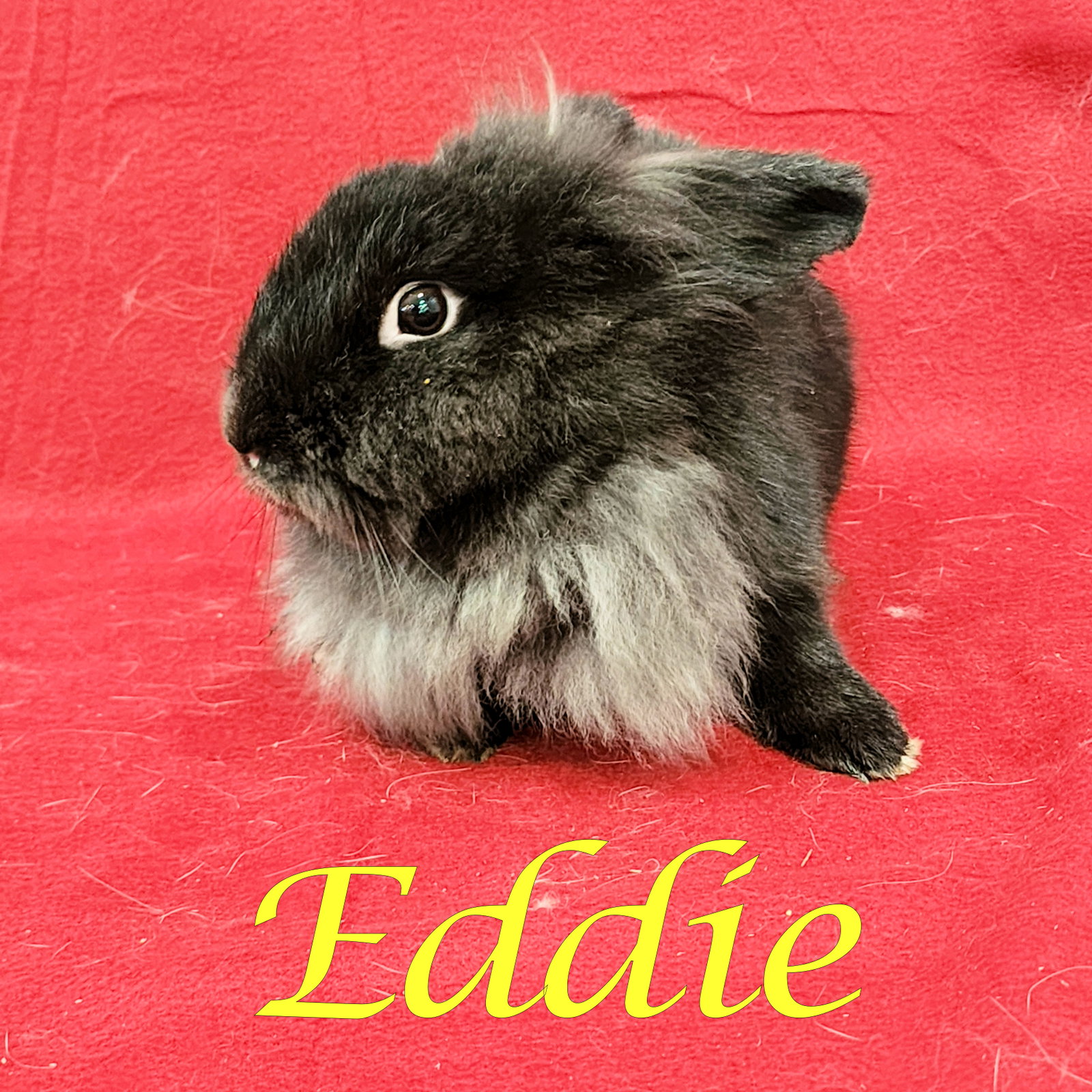Eddie (bonded to Wesley), photo 2
