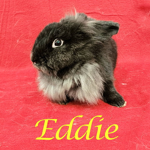 Photo 2 of Eddie (bonded to Wesley)