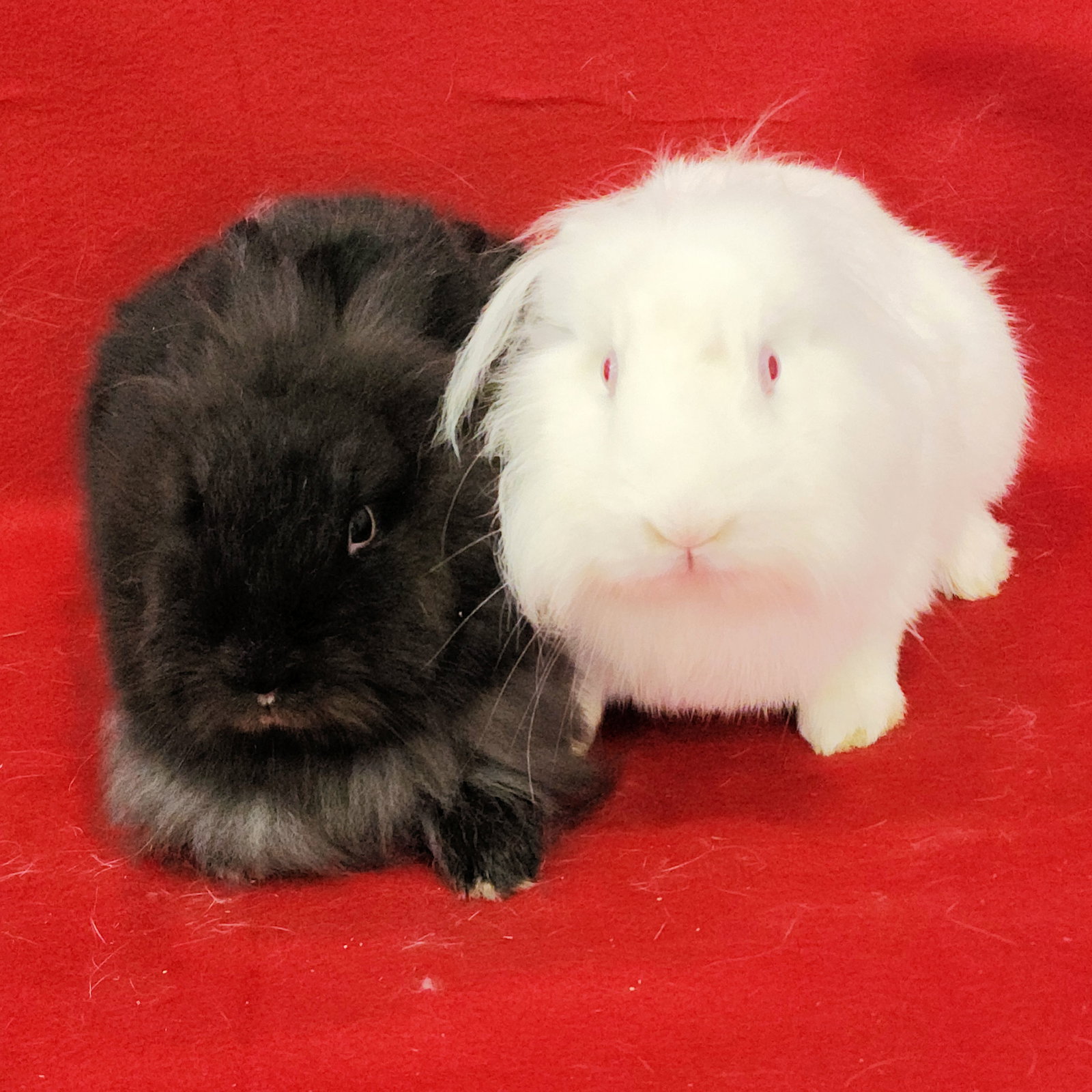 Eddie (bonded to Wesley), photo 3