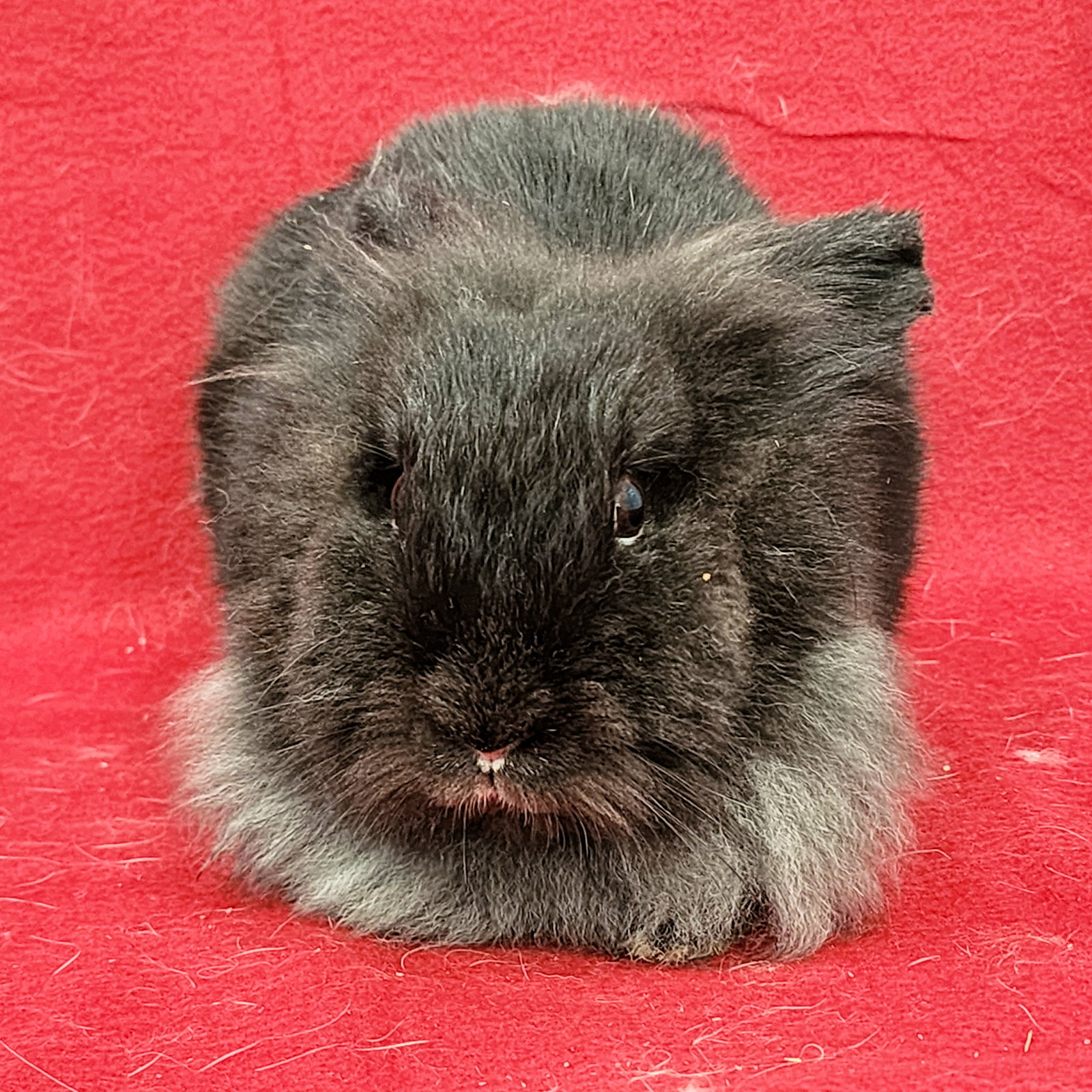 Eddie (bonded to Wesley), photo 4