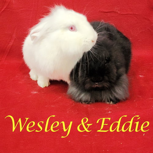 Wesley (bonded to Eddie), a rabbit for adoption from Rose City Rabbit Rescue
