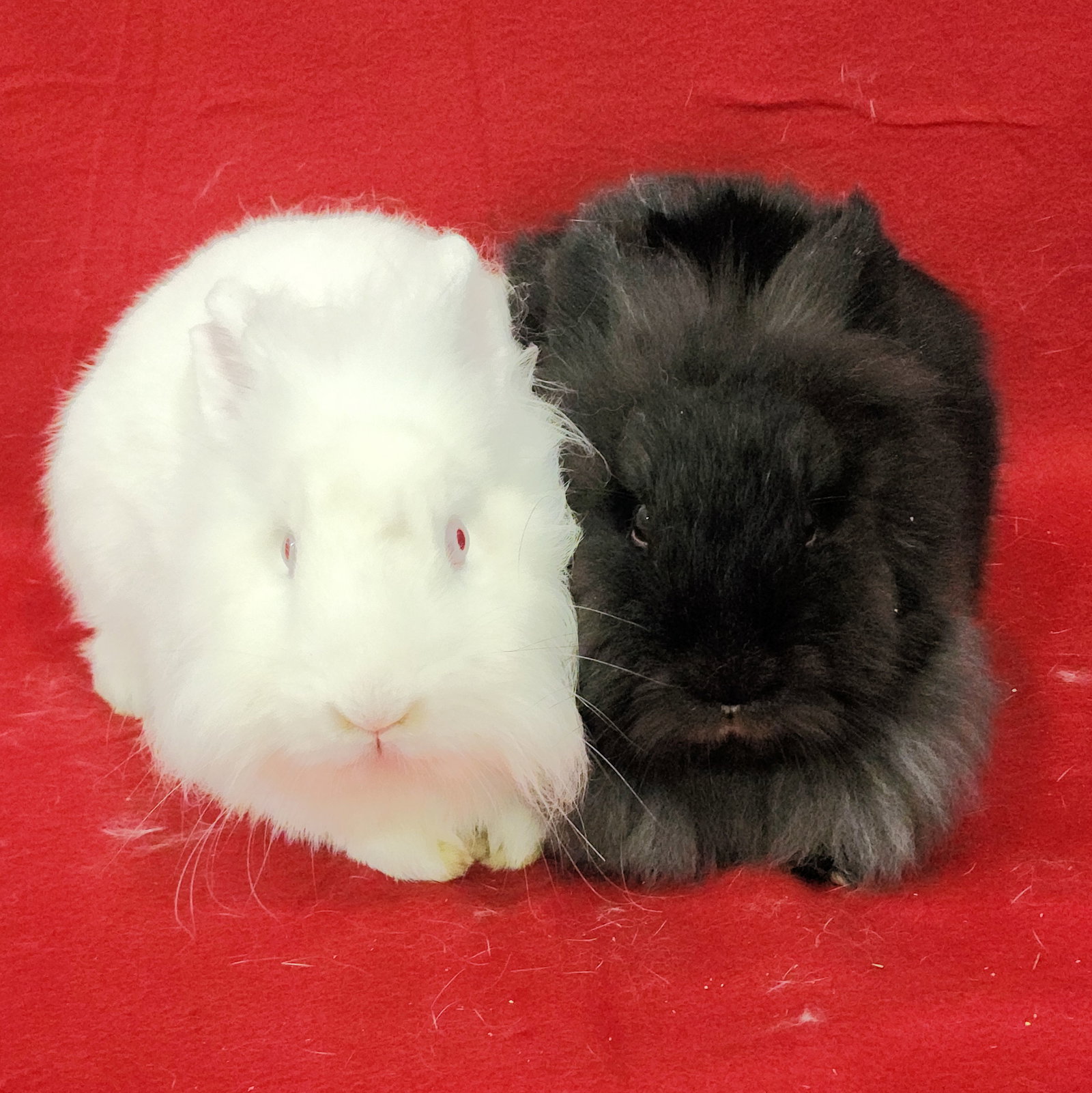 Wesley (bonded to Eddie), photo 3