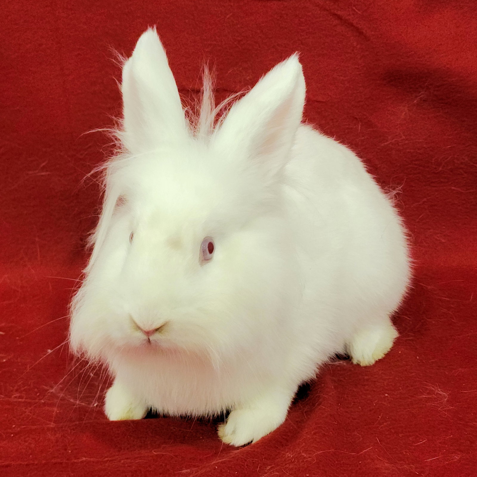 Wesley (bonded to Eddie), photo 4