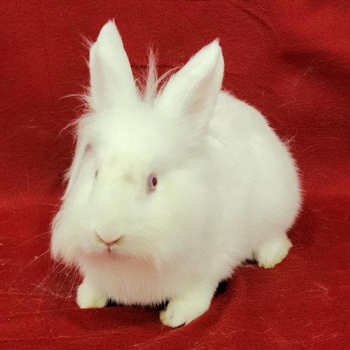 Photo 4 of Wesley (bonded to Eddie)
