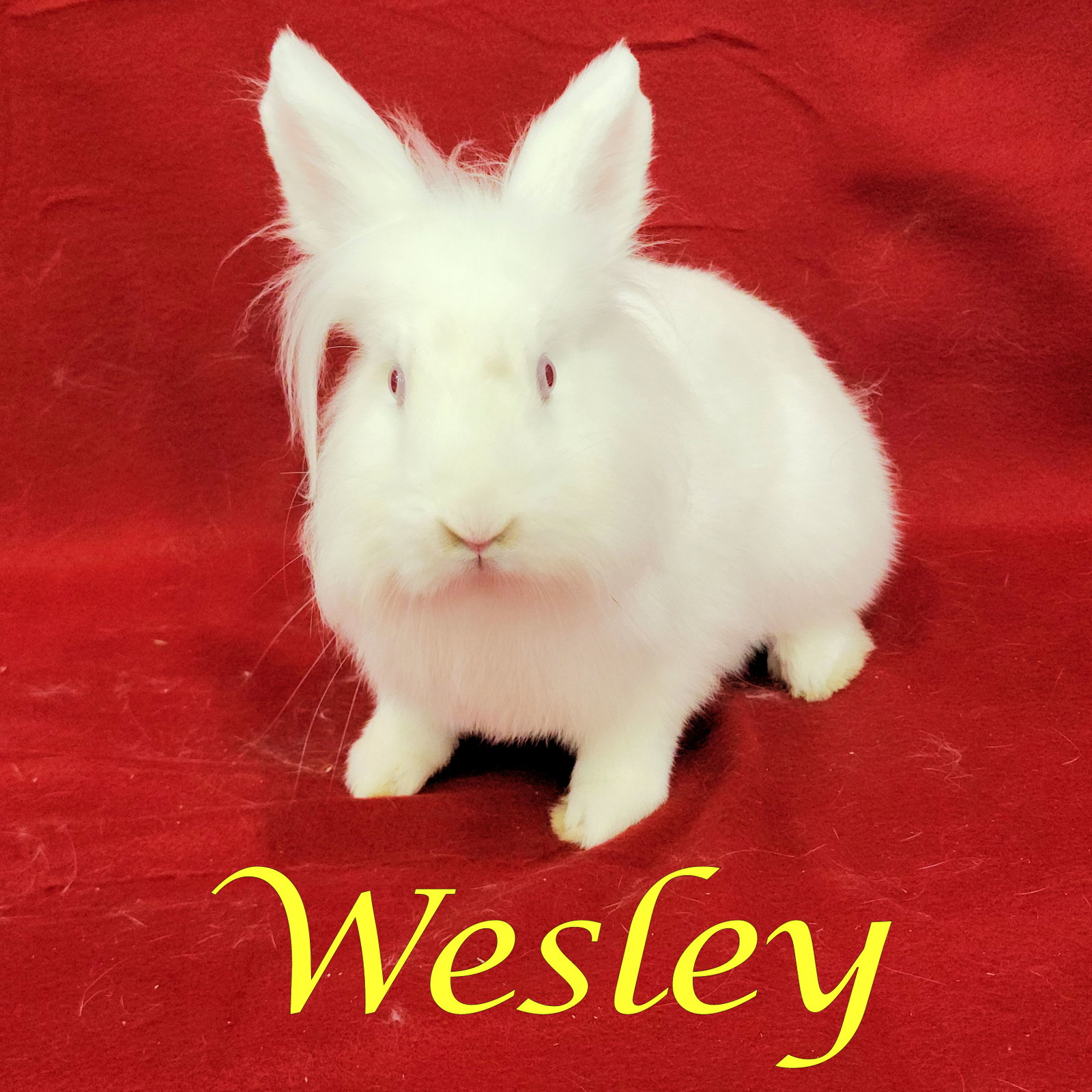 Wesley (bonded to Eddie), photo 2