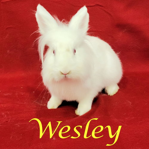 Photo 2 of Wesley (bonded to Eddie)