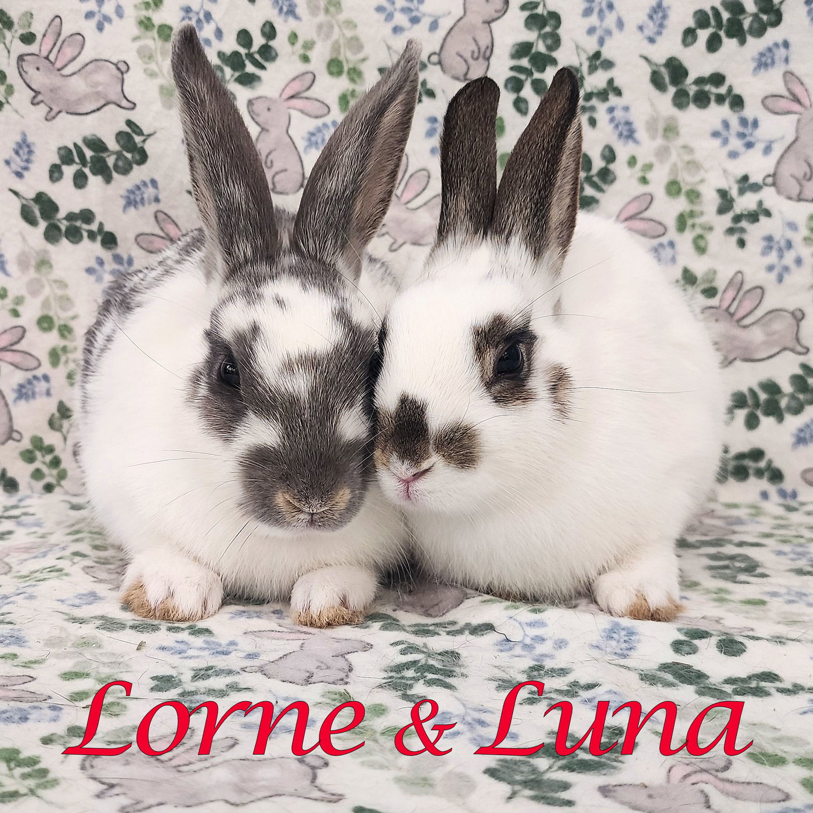 Lorne (bonded to Luna)