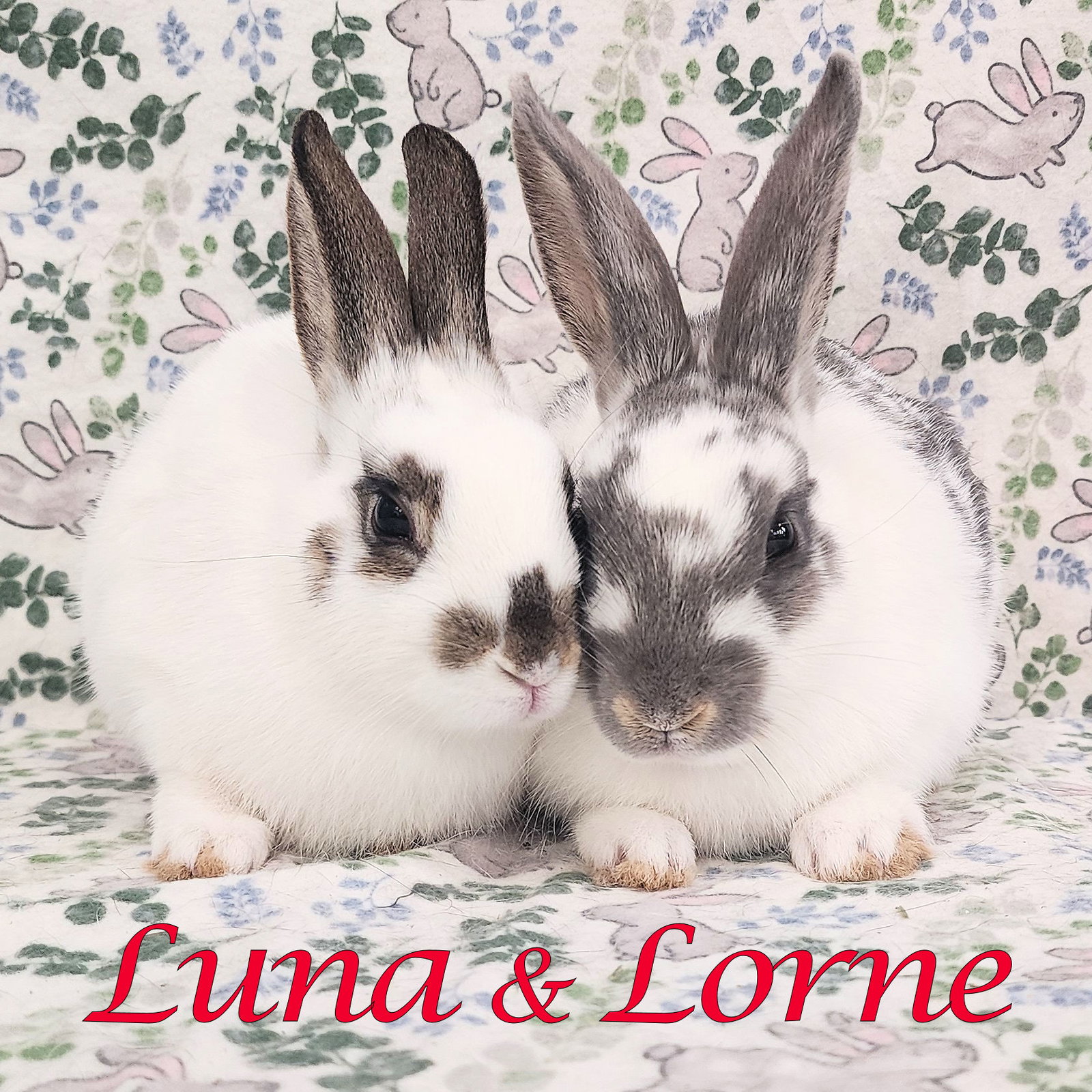 Luna (bonded to Lorne)
