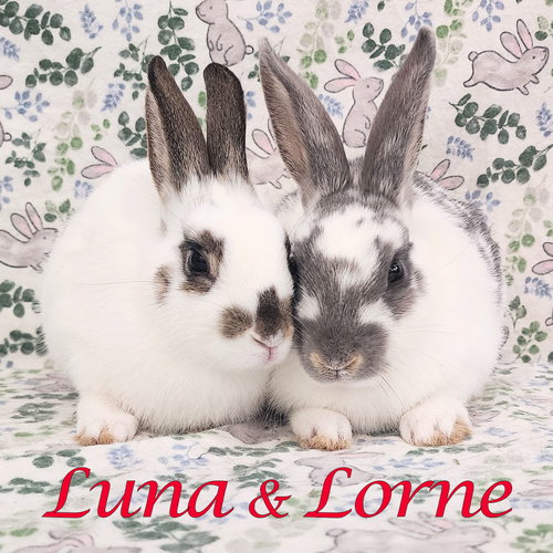 Luna (bonded to Lorne), a rabbit for adoption from Rose City Rabbit Rescue