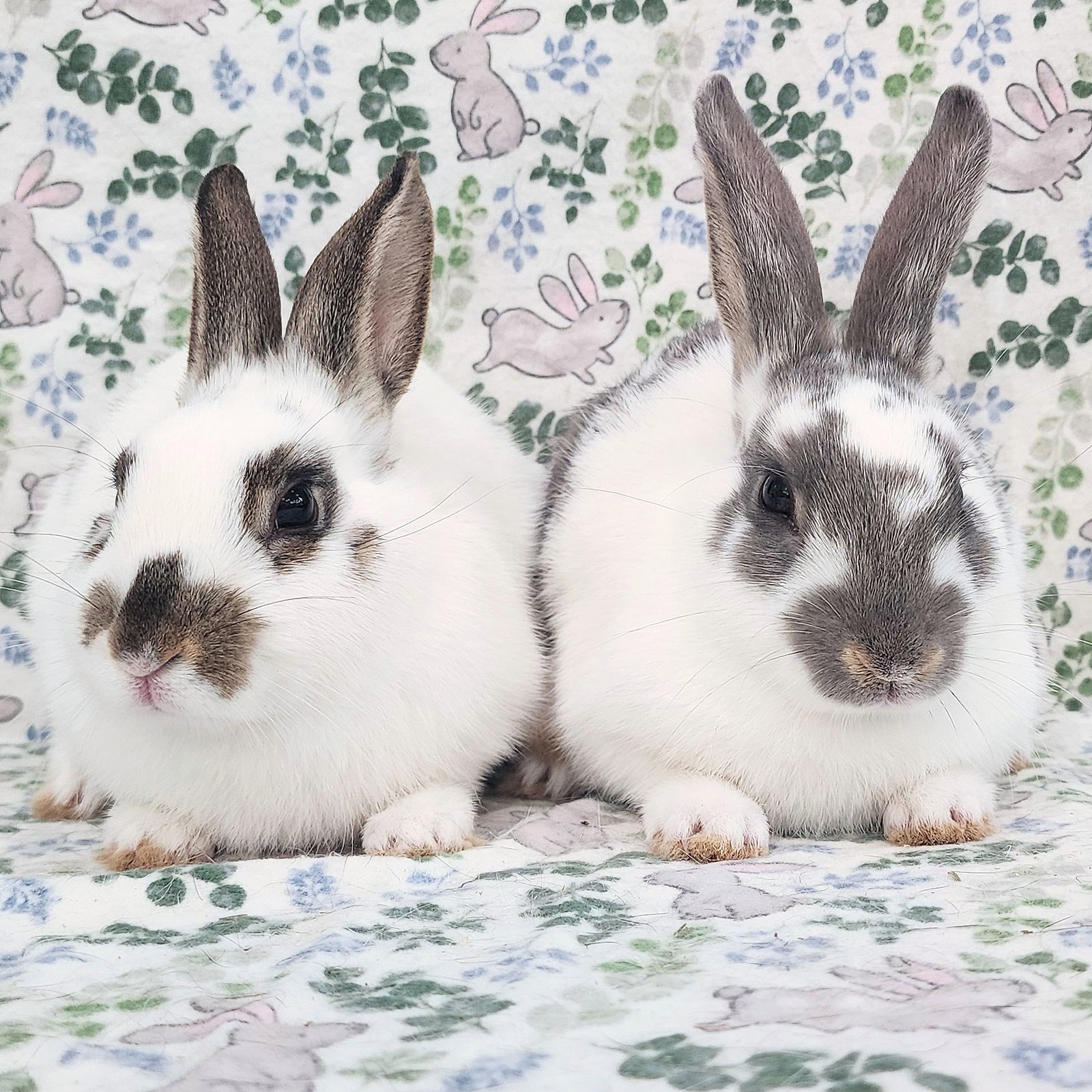 Luna (bonded to Lorne), photo 2