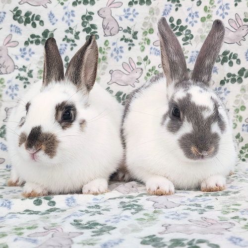 Photo 2 of Luna (bonded to Lorne)