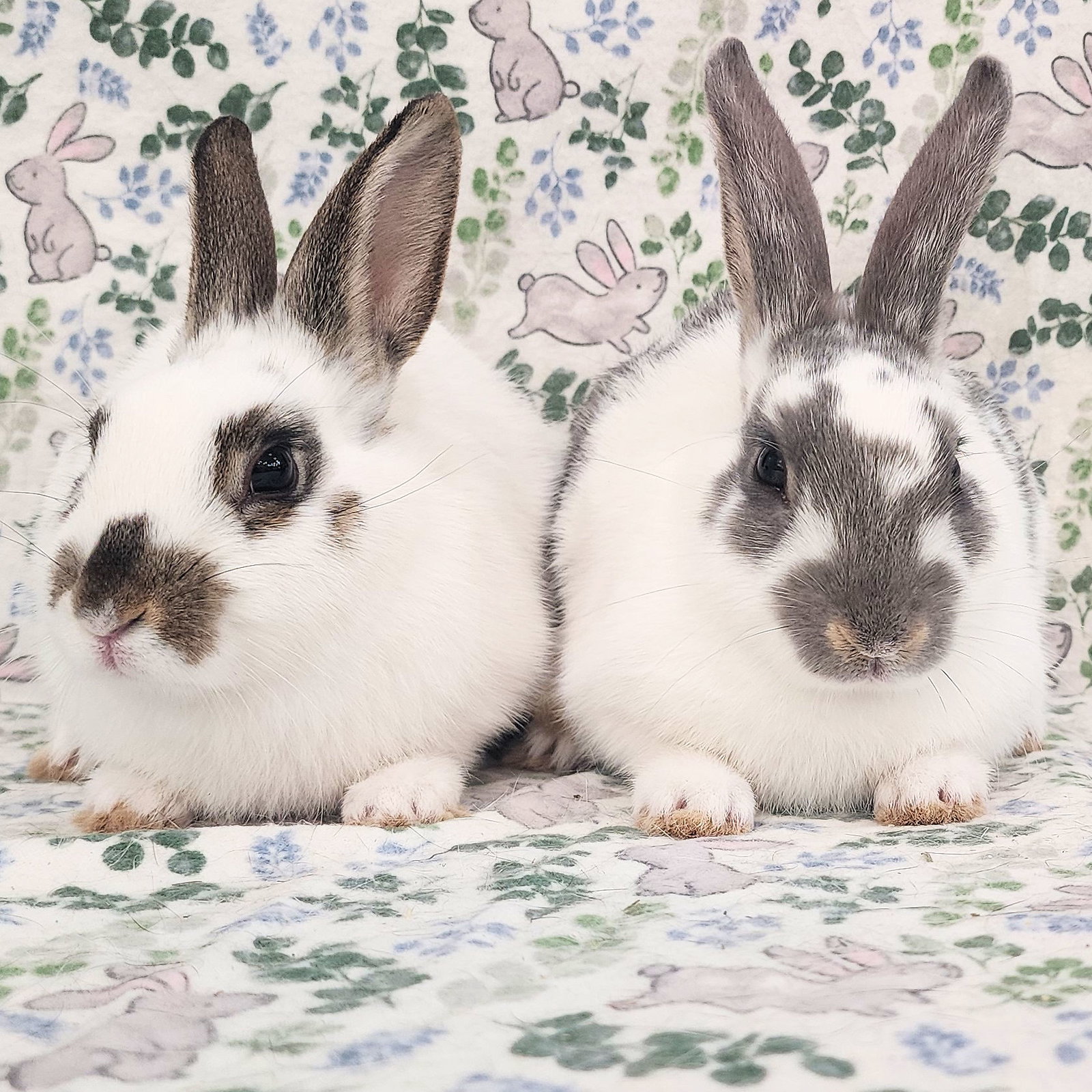 Luna (bonded to Lorne), photo 3