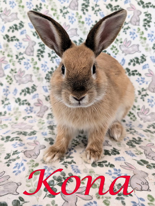 Kona, a rabbit for adoption from Rose City Rabbit Rescue