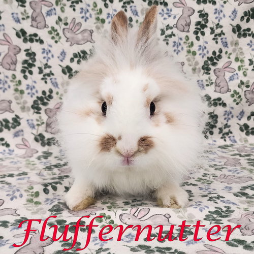 Fluffernutter, a rabbit for adoption from Rose City Rabbit Rescue