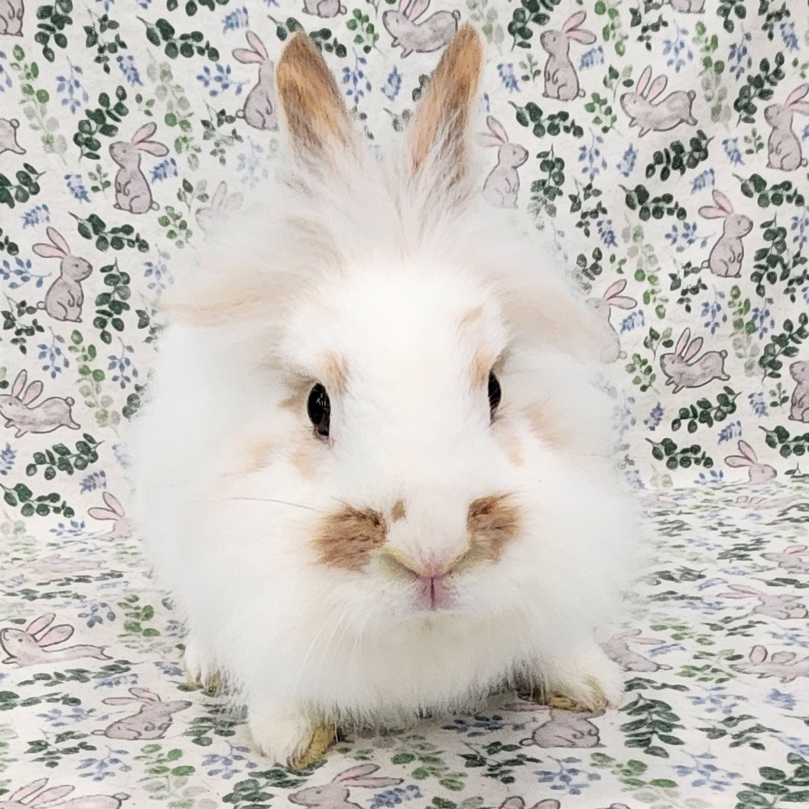 Fluffernutter, photo 2