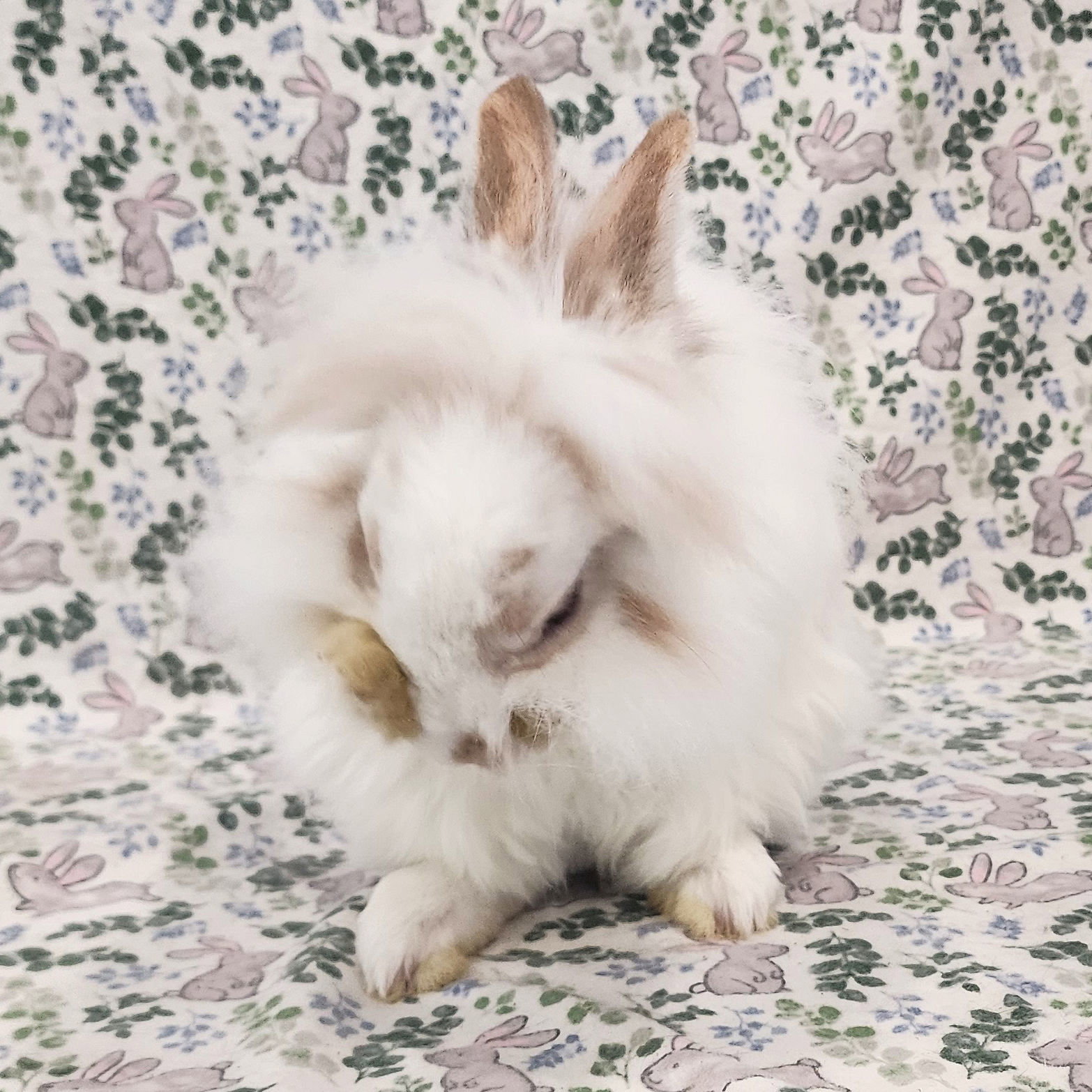 Fluffernutter, photo 3