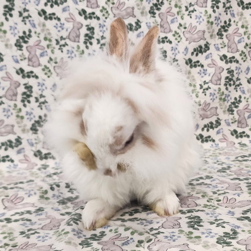 Photo 3 of Fluffernutter