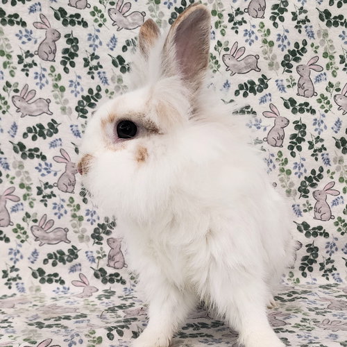 Photo 4 of Fluffernutter