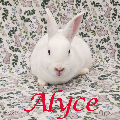 Alyce, a rabbit for adoption from Rose City Rabbit Rescue