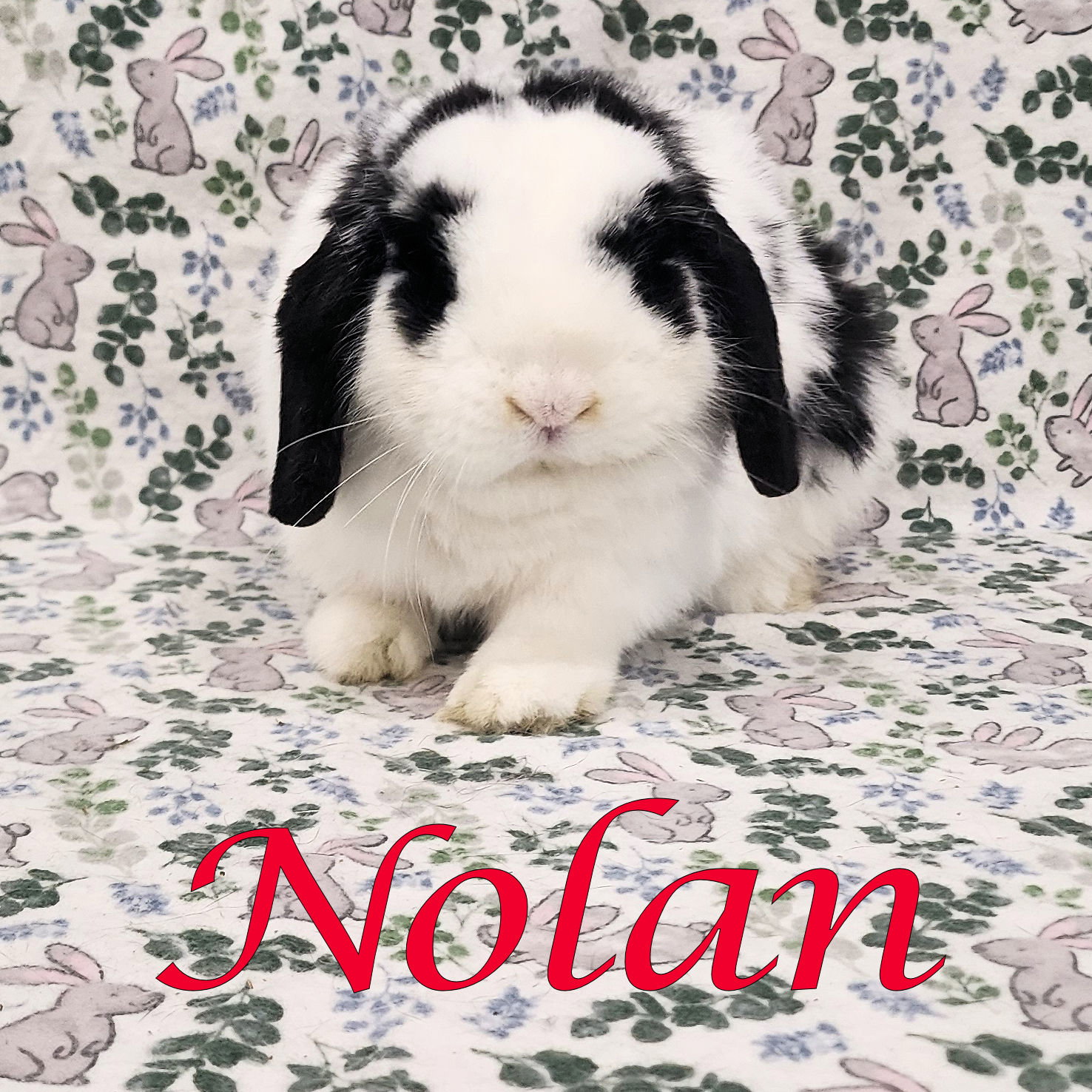 Nolan