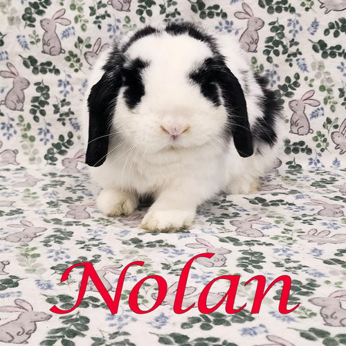 Nolan, a rabbit for adoption from Rose City Rabbit Rescue