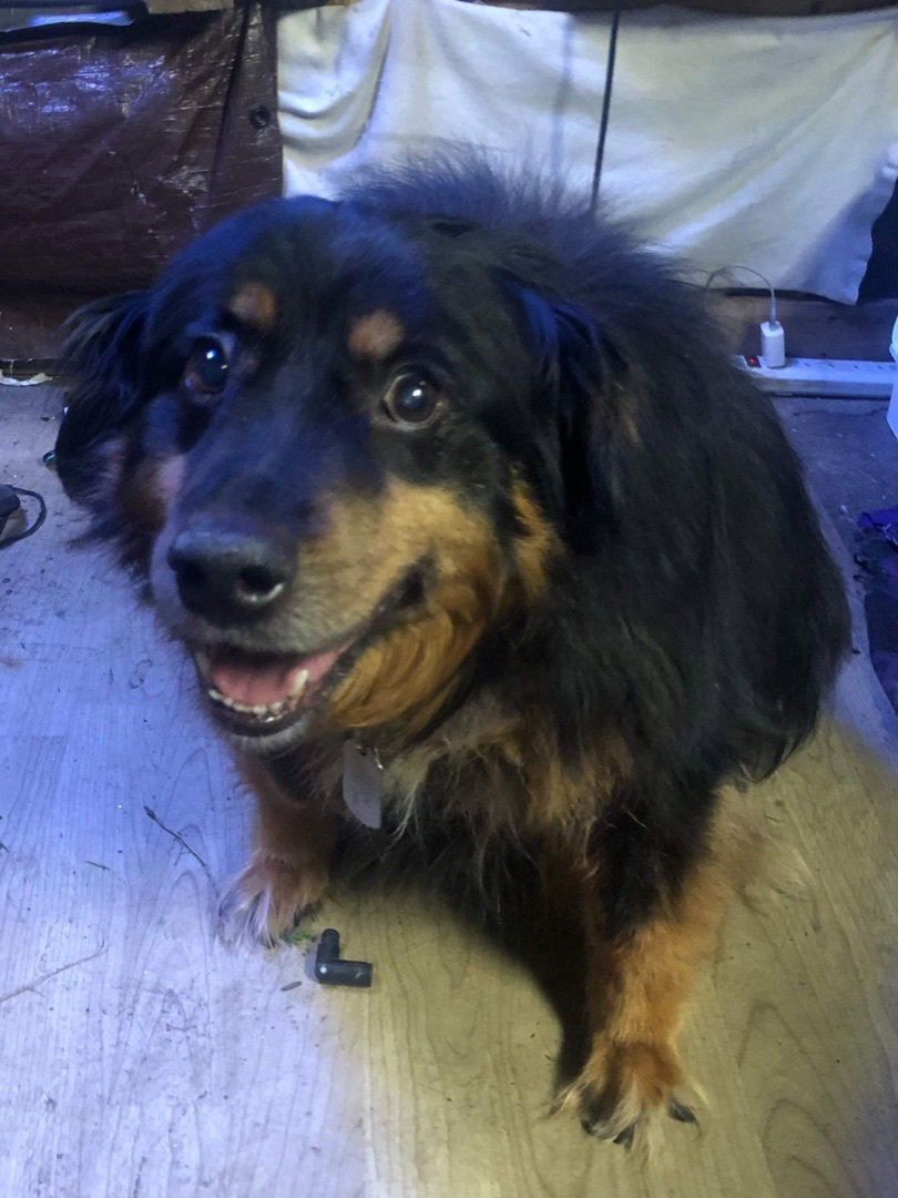 Dog for Adoption Jaden, a Shepherd in Xenia, OH Alpha Paw