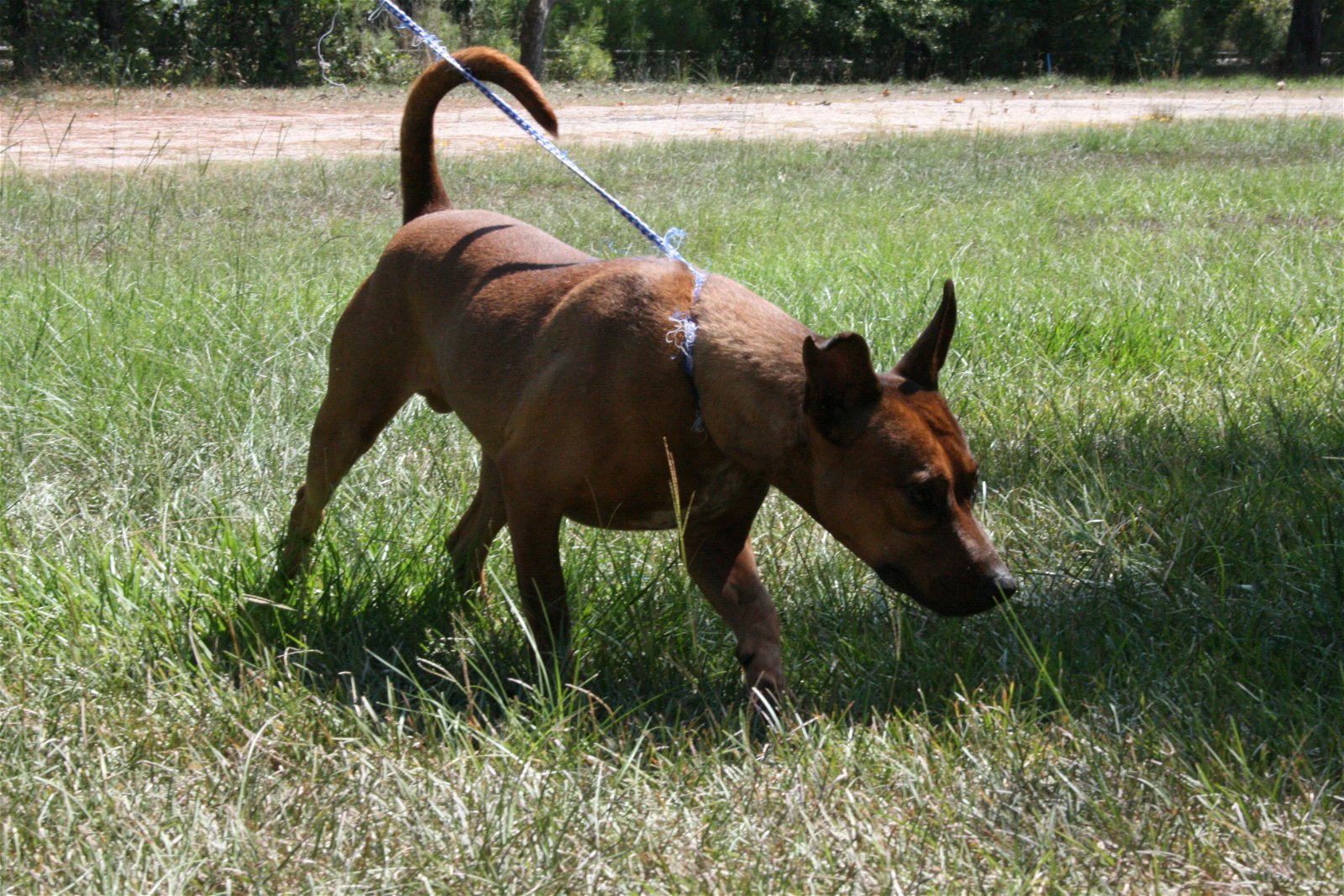 adoptable Dog in Quitman, MS named Timber