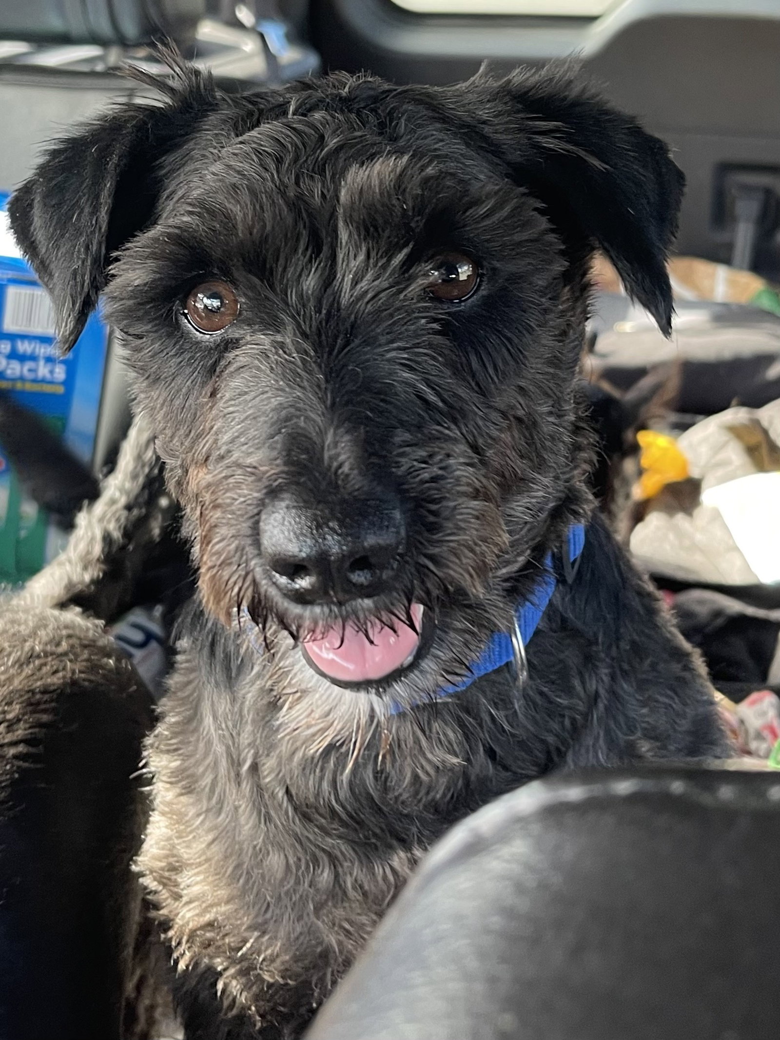 Dog for Adoption Rosemary, a Miniature Schnauzer in WA