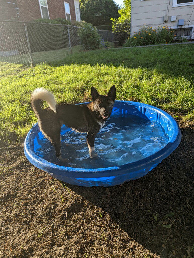 Dog for Adoption - Spot, a Shiba Inu in Edgewood, WA | Alpha Paw