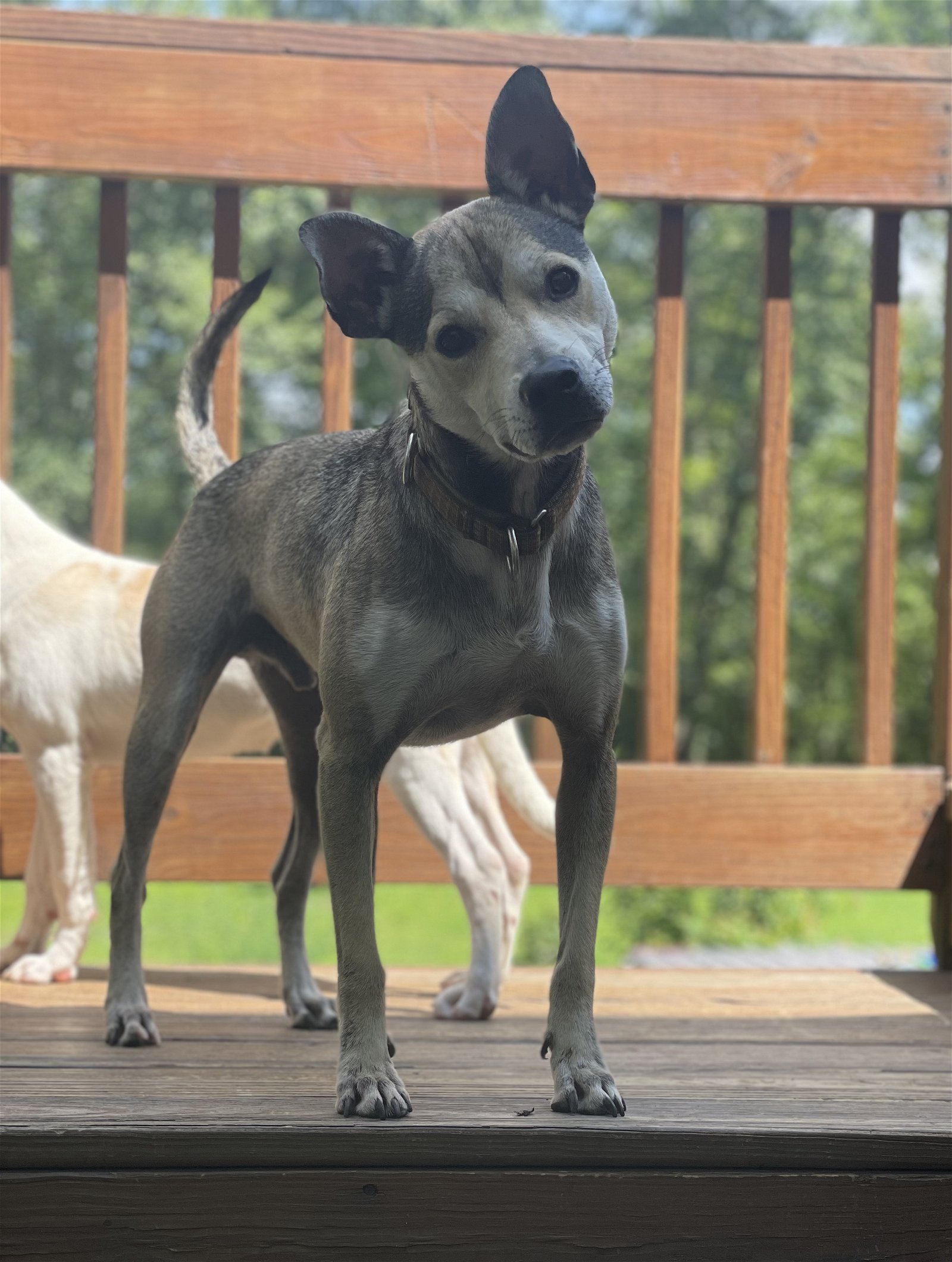 adoptable Dog in Lake Hopatcong, NJ named Russ