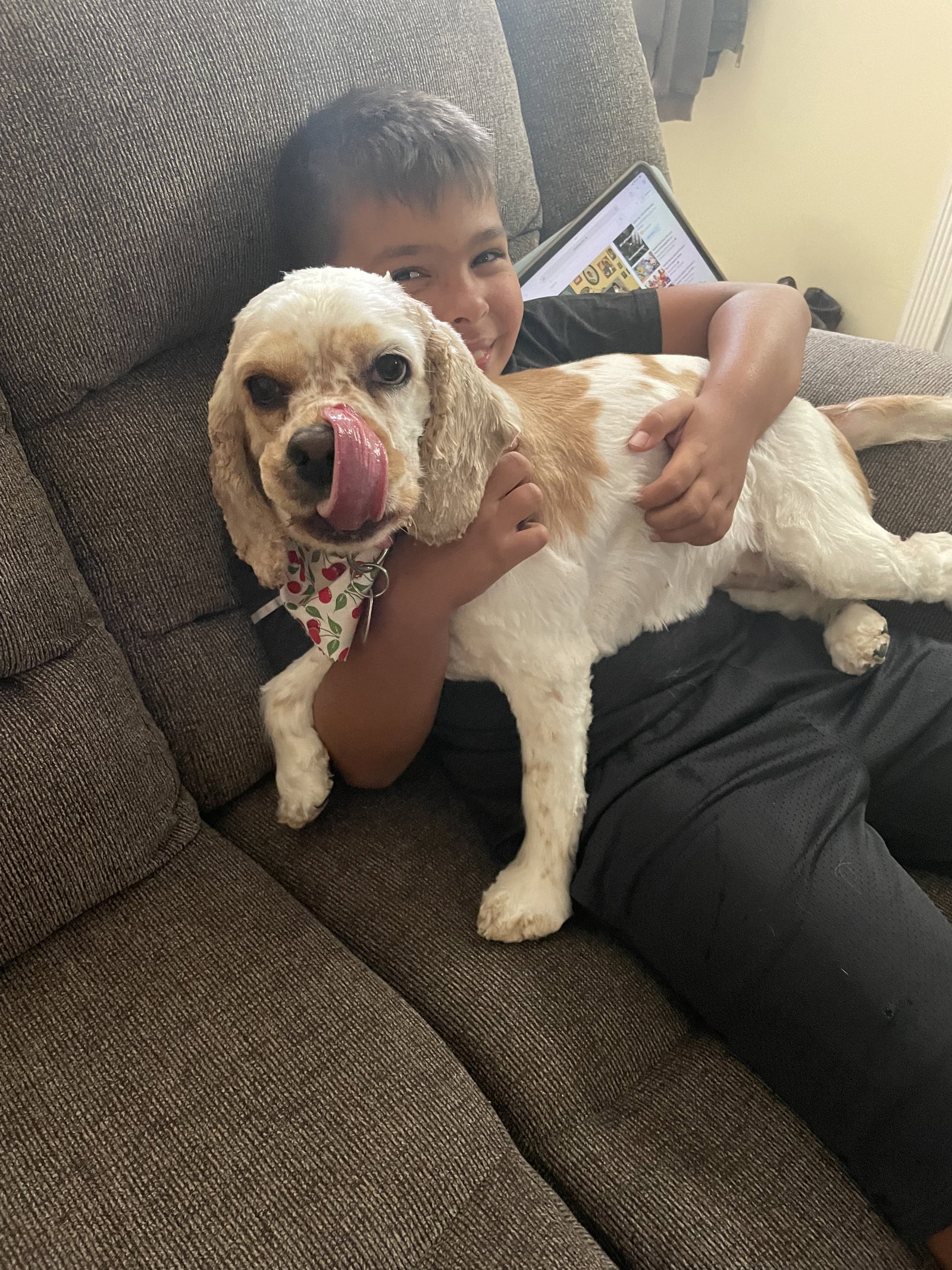 Dog for Adoption Molly, a Cocker Spaniel in Queens, NY Alpha Paw