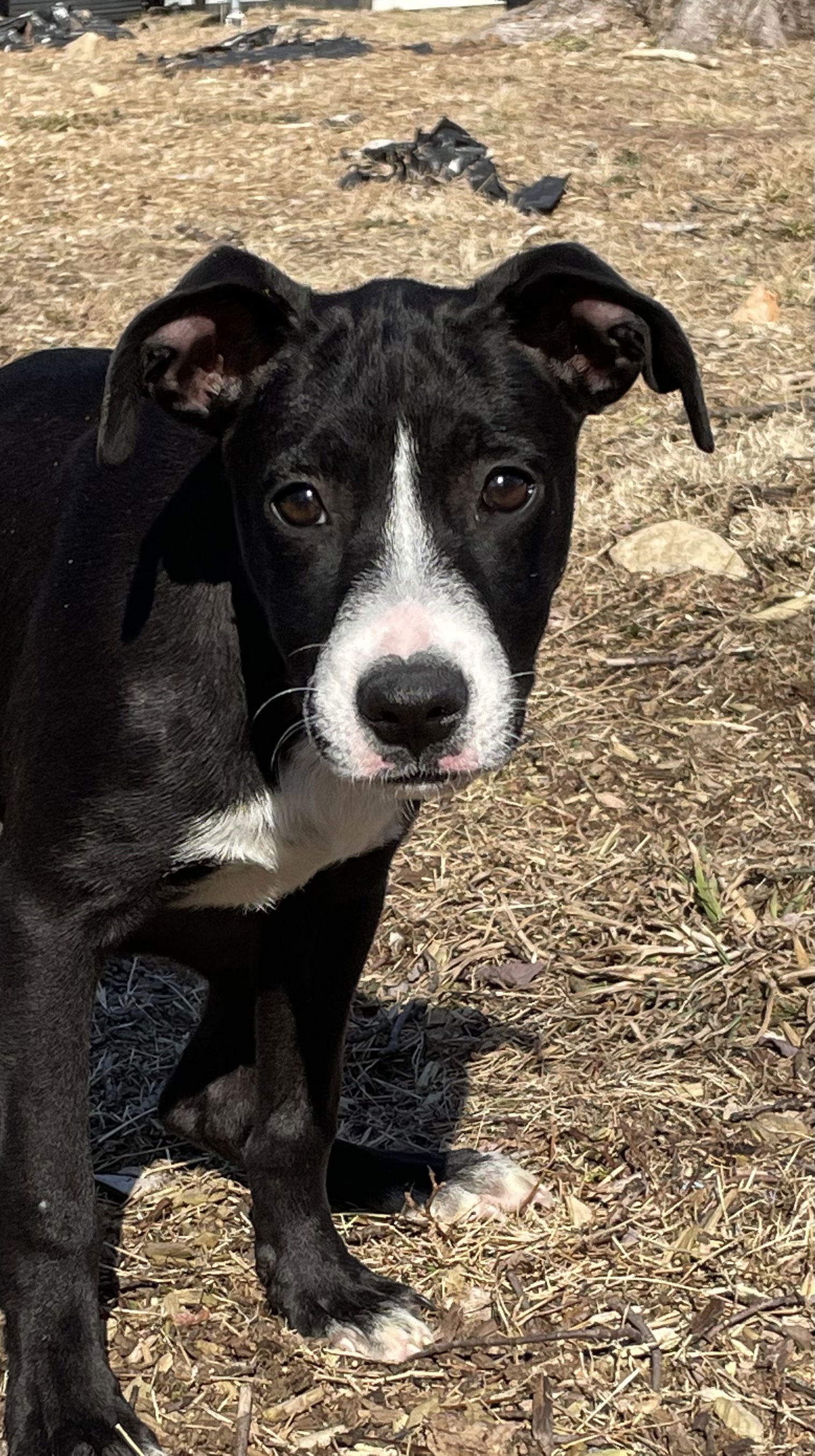 Dog for Adoption - Mickey Sato, a Boston Terrier in Saddle Brook, NJ ...