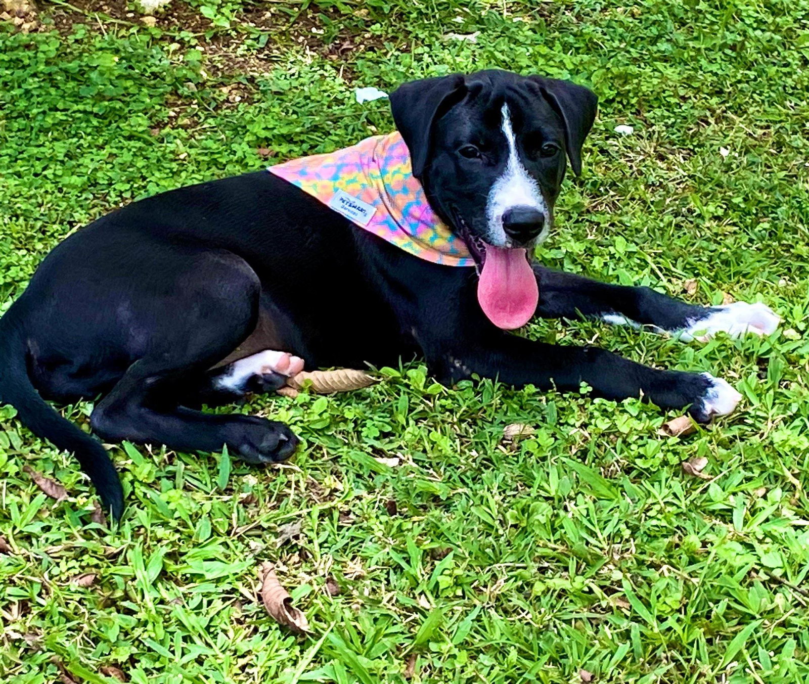 Dog for Adoption Zara, a Labrador Retriever in Mercer County, NJ