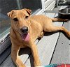 adoptable Dog in lake, CO named Oakley