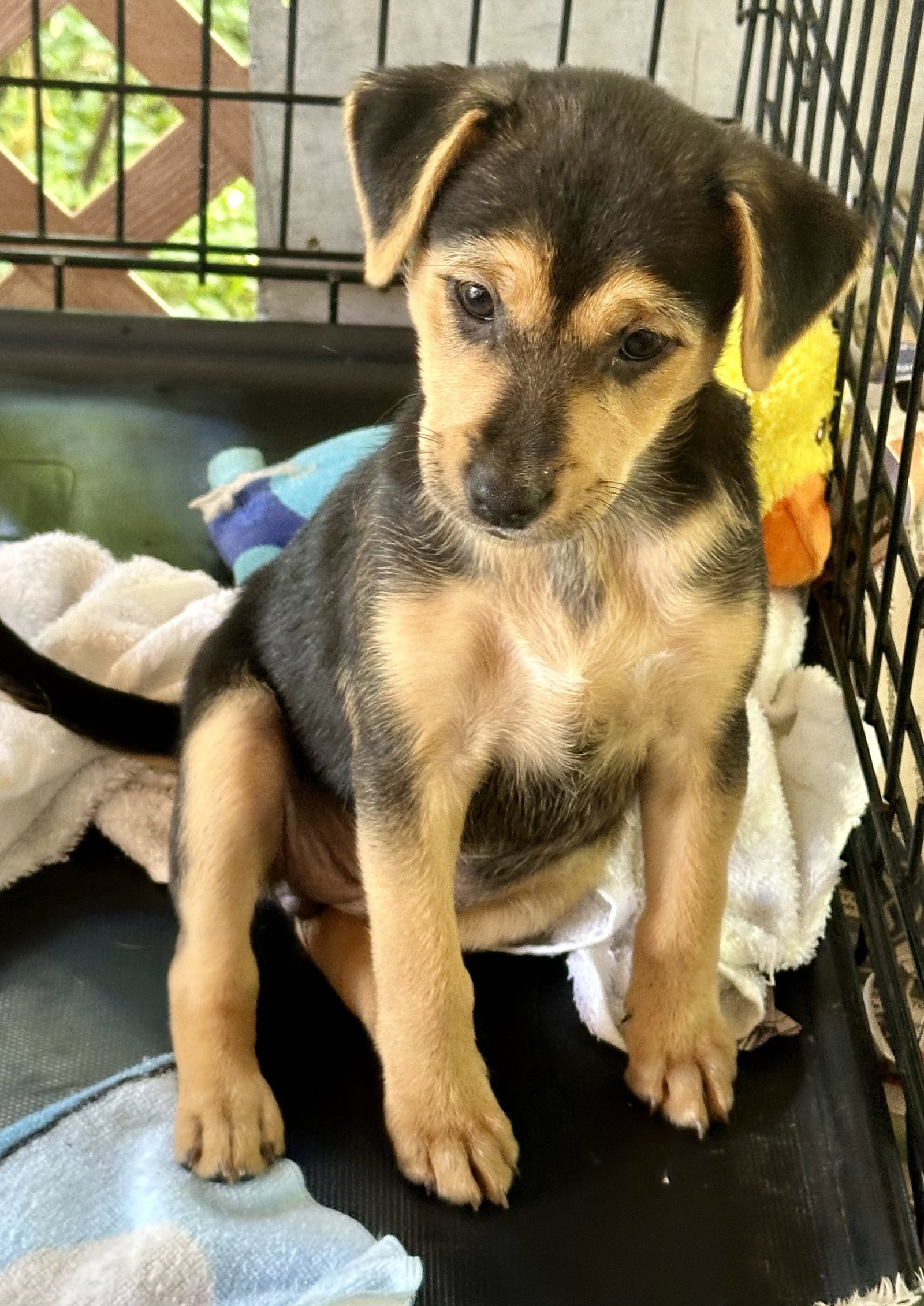 Dog for Adoption Tessie, a Australian Shepherd in Clifton, NJ Alpha Paw